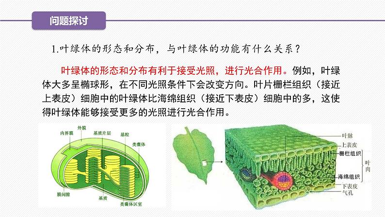 （人教版2019必修1）高一生物同步精品课件 3.2 细胞器之间的分工合作（精讲课件）（第2课时）第7页