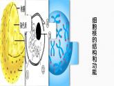 （人教版2019必修1）高一生物同步精品 3.3 细胞核的结构和功能（精讲课件+教学设计）