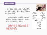 （人教版2019必修1）高一生物同步精品 3.3 细胞核的结构和功能（精讲课件+教学设计）