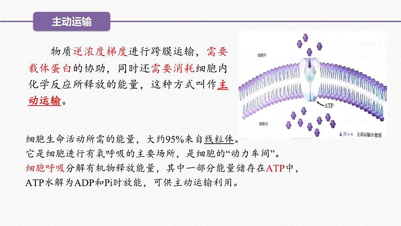 （人教版2019必修1）高一生物同步精品 4.2 主动运输与胞吞、胞吐（精讲课件+教学设计）03