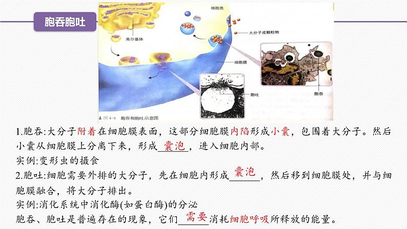 （人教版2019必修1）高一生物同步精品 4.2 主动运输与胞吞、胞吐（精讲课件+教学设计）06