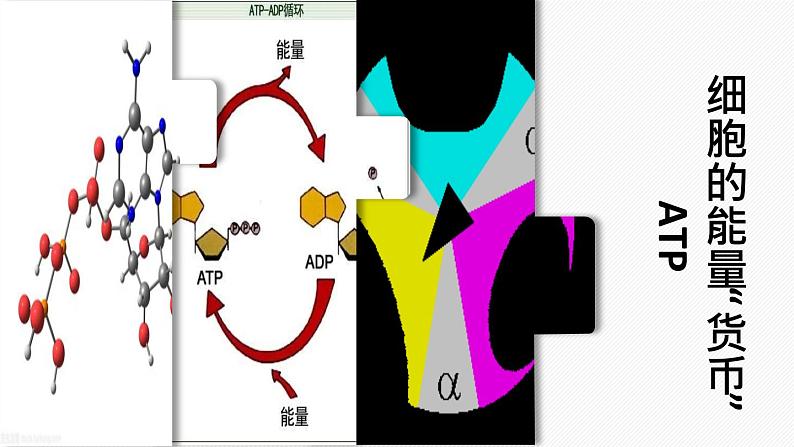 （人教版2019必修1）高一生物同步精品 5.2 细胞的能量“货币”ATP（精讲课件+教学设计）01