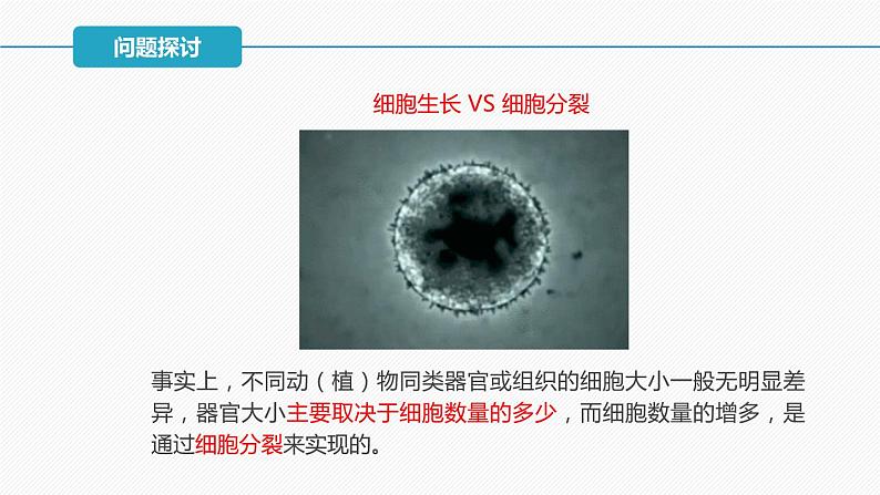 （人教版2019必修1）高一生物同步精品 6.1 细胞的增殖（第1课时）（精讲课件+教学设计）05