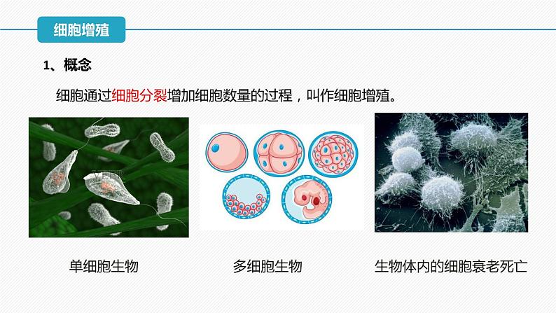 （人教版2019必修1）高一生物同步精品 6.1 细胞的增殖（第1课时）（精讲课件+教学设计）06