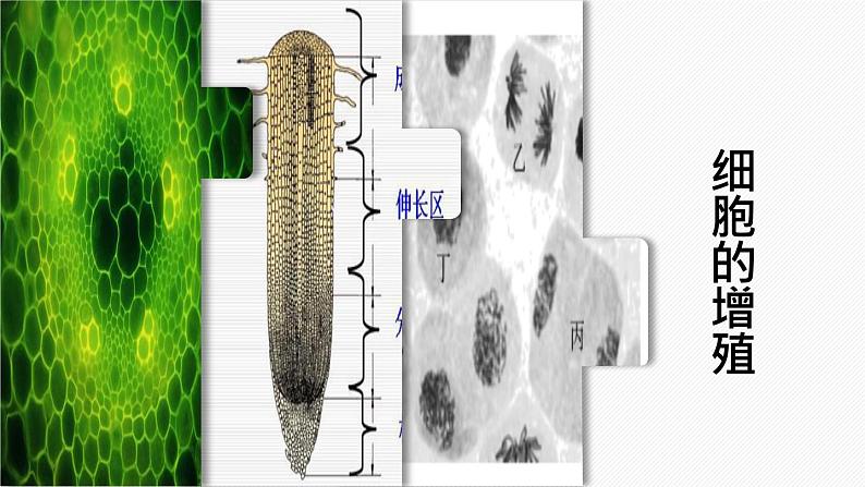 （人教版2019必修1）高一生物同步精品 6.1 细胞的增殖（第1课时）（精讲课件+教学设计）01