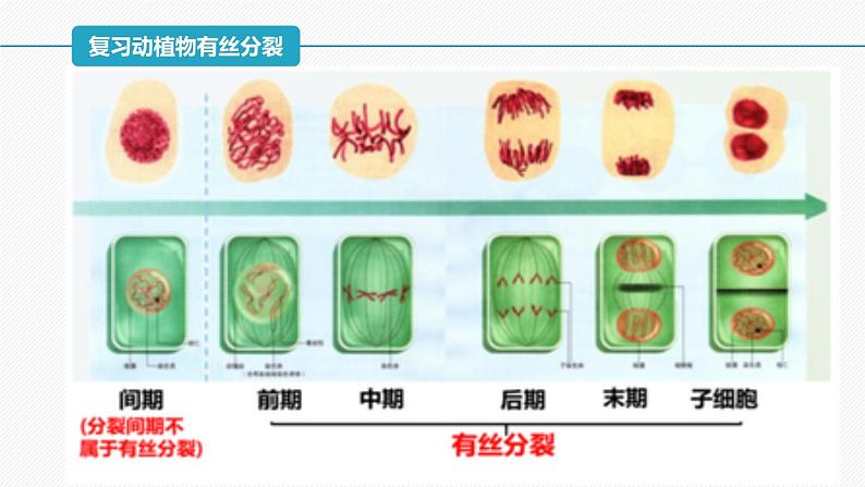 （人教版2019必修1）高一生物同步精品 6.1 细胞的增殖（第1课时）（精讲课件+教学设计）03