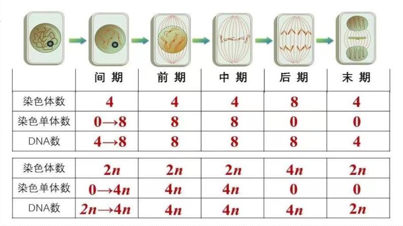 （人教版2019必修1）高一生物同步精品 6.1 细胞的增殖（第1课时）（精讲课件+教学设计）04