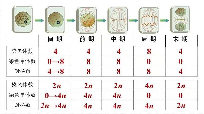 （人教版2019必修1）高一生物同步精品 6.1 细胞的增殖（第1课时）（精讲课件+教学设计）04