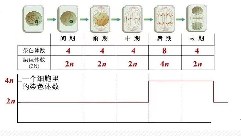 （人教版2019必修1）高一生物同步精品 6.1 细胞的增殖（第1课时）（精讲课件+教学设计）05