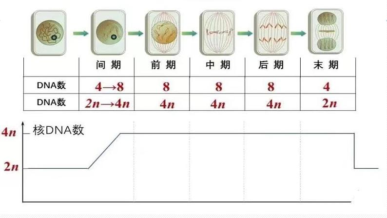 （人教版2019必修1）高一生物同步精品 6.1 细胞的增殖（第1课时）（精讲课件+教学设计）06