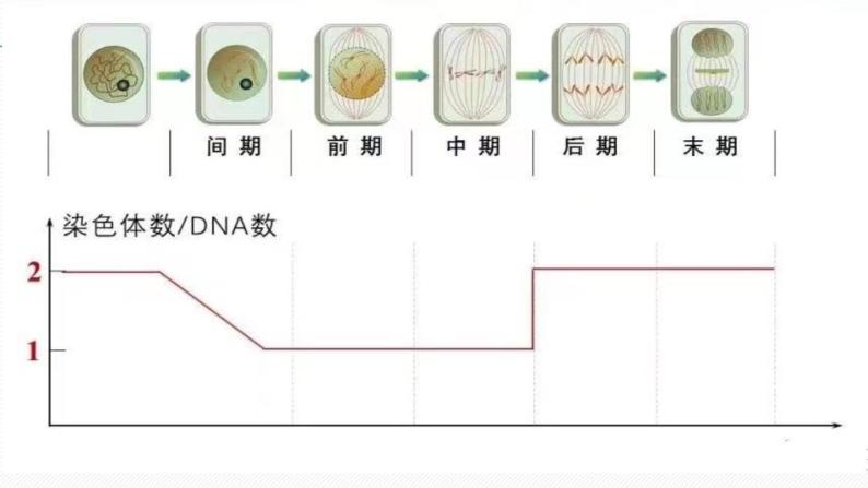 （人教版2019必修1）高一生物同步精品 6.1 细胞的增殖（第1课时）（精讲课件+教学设计）08