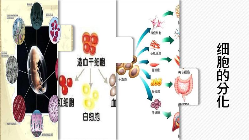 （人教版2019必修1）高一生物同步精品 6.2 细胞的分化（精讲课件+教学设计）01