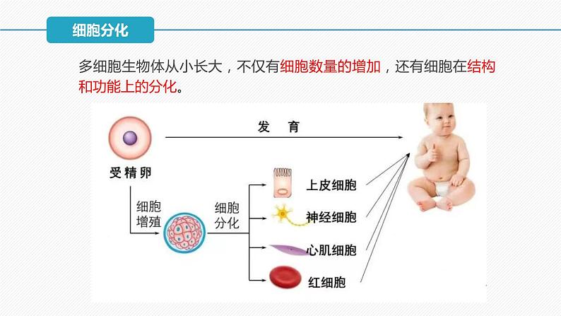 （人教版2019必修1）高一生物同步精品 6.2 细胞的分化（精讲课件+教学设计）05