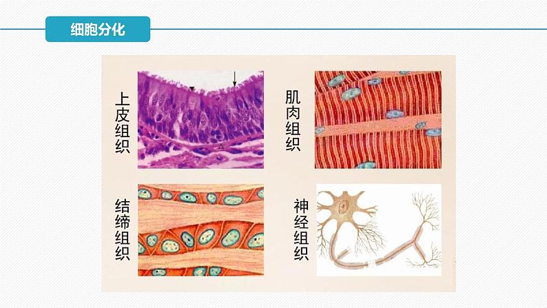 （人教版2019必修1）高一生物同步精品 6.2 细胞的分化（精讲课件+教学设计）06