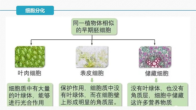 （人教版2019必修1）高一生物同步精品 6.2 细胞的分化（精讲课件+教学设计）08