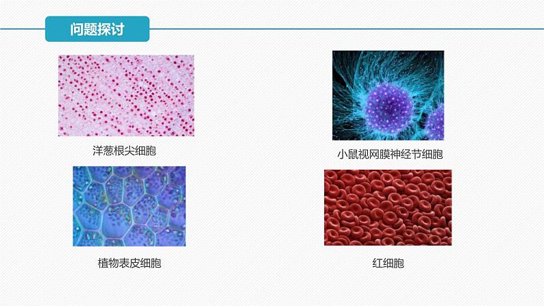 （人教版2019必修1）高一生物同步精品课件 1.1细胞是生命活动的基本单位（精讲课件+教学设计）04