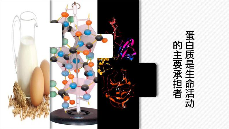 （人教版2019必修1）高一生物同步精品课件 2.4 蛋白质是生命活动的主要承担者（精讲课件）第1页