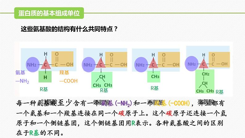 （人教版2019必修1）高一生物同步精品课件 2.4 蛋白质是生命活动的主要承担者（精讲课件）第7页