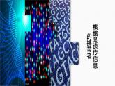 （人教版2019必修1）高一生物同步精品 2.5 核酸是遗传信息的携带者（精讲课件+教学设计）