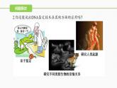 （人教版2019必修1）高一生物同步精品 2.5 核酸是遗传信息的携带者（精讲课件+教学设计）