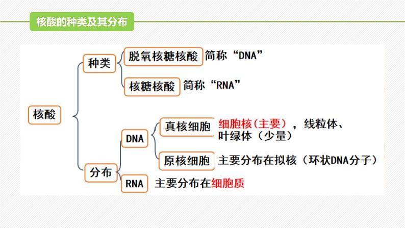 （人教版2019必修1）高一生物同步精品课件 2.5 核酸是遗传信息的携带者（精讲课件） 第5页