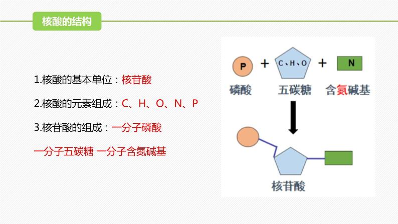 （人教版2019必修1）高一生物同步精品课件 2.5 核酸是遗传信息的携带者（精讲课件） 第6页