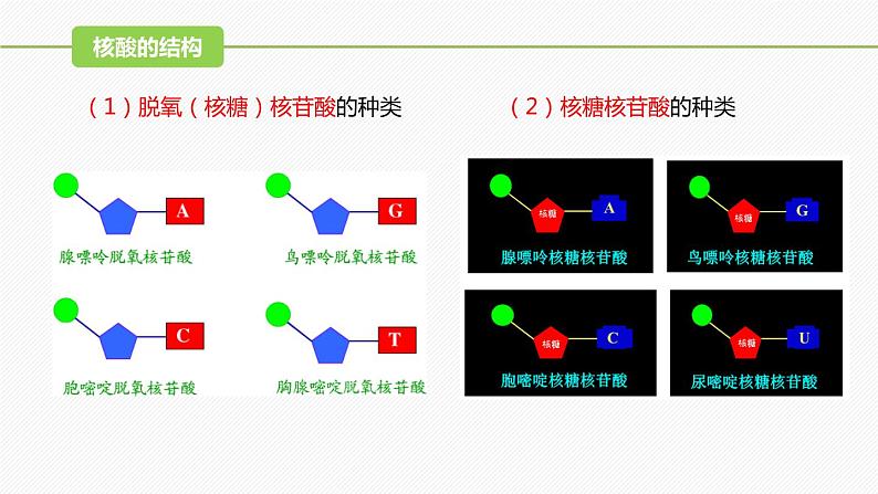 （人教版2019必修1）高一生物同步精品课件 2.5 核酸是遗传信息的携带者（精讲课件） 第8页