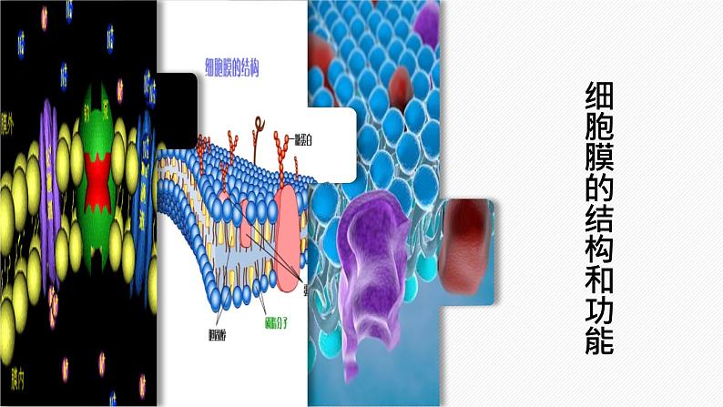 （人教版2019必修1）高一生物同步精品 3.1 细胞膜的结构和功能（精讲课件+教学设计）01