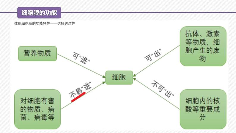 （人教版2019必修1）高一生物同步精品 3.1 细胞膜的结构和功能（精讲课件+教学设计）06