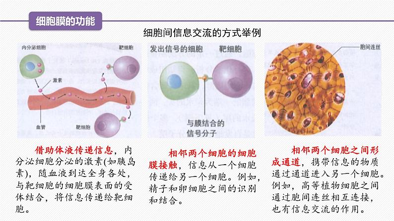 （人教版2019必修1）高一生物同步精品 3.1 细胞膜的结构和功能（精讲课件+教学设计）07