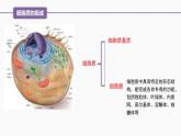 （人教版2019必修1）高一生物同步精品 3.2 细胞器之间的分工合作（精讲课件+教学设计）（第1课时）
