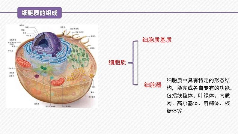 （人教版2019必修1）高一生物同步精品课件 3.2 细胞器之间的分工合作（精讲课件）（第1课时）第5页