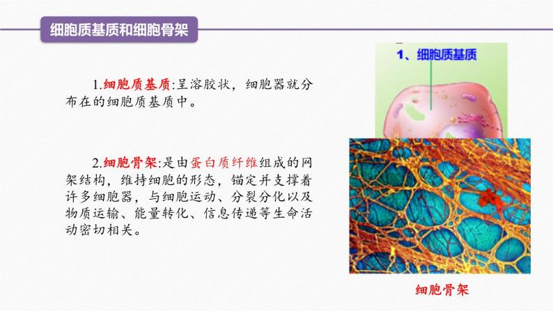 （人教版2019必修1）高一生物同步精品 3.2 细胞器之间的分工合作（精讲课件+教学设计）（第1课时）06