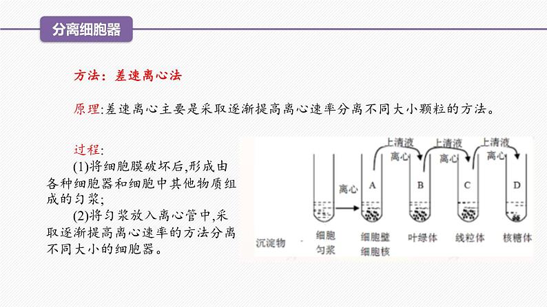 （人教版2019必修1）高一生物同步精品课件 3.2 细胞器之间的分工合作（精讲课件）（第1课时）第7页