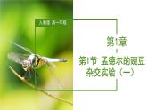 （人教版2019必修2）高一生物同步练习 1.1 孟德尔的豌豆杂交实验（一）（教学课件+课后练习+解析）