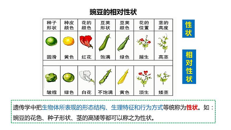 （人教版2019必修2）高一生物同步练习 1.1 孟德尔的豌豆杂交实验（一）（教学课件+课后练习+解析）08