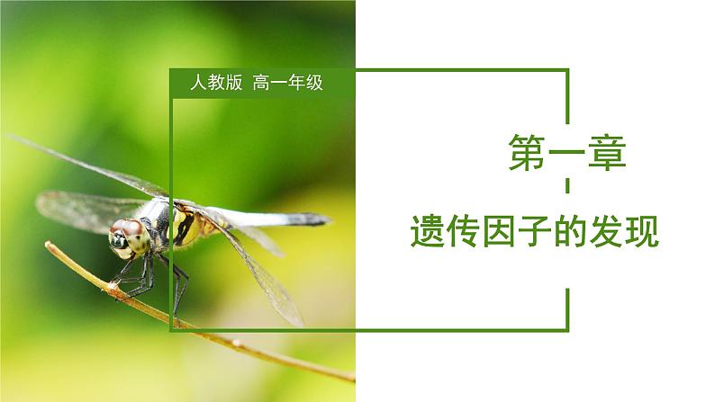 （人教版2019必修2）高一生物同步练习 第一章 遗传因子的发现（考点串讲课件+练习+解析）01