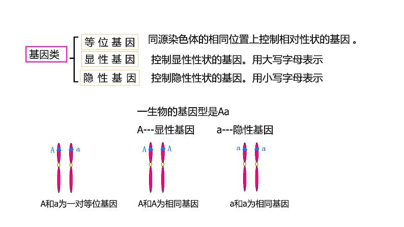 （人教版2019必修2）高一生物同步练习 第一章 遗传因子的发现（考点串讲课件+练习+解析）04