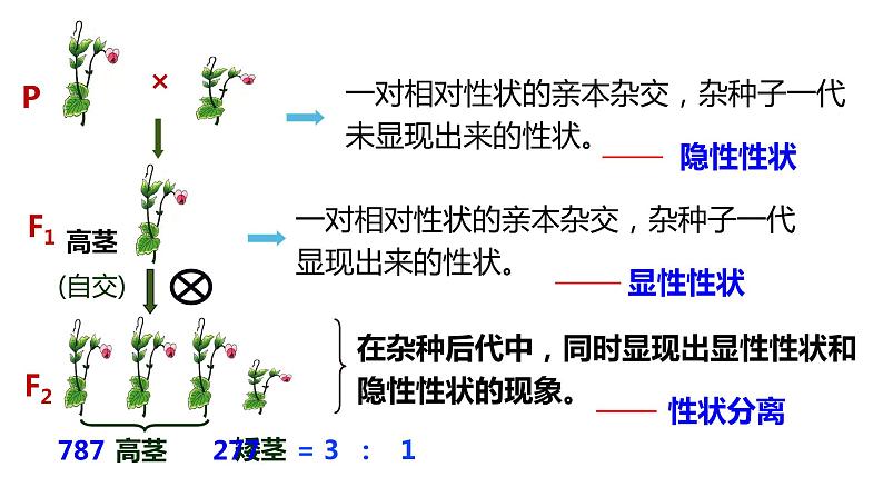 （人教版2019必修2）高一生物同步练习 第一章 遗传因子的发现（考点串讲课件+练习+解析）07