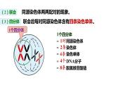 （人教版2019必修2）高一生物同步練習(xí) 第二章  基因和染色體的關(guān)系（考點(diǎn)串講課件+練習(xí)+解析）