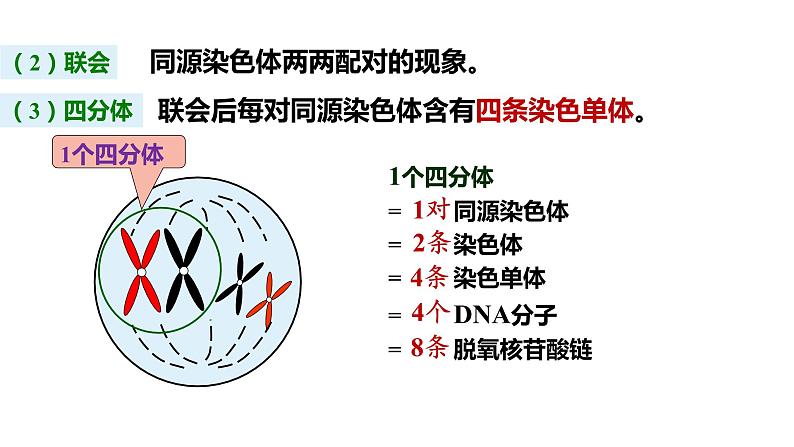 （人教版2019必修2）高一生物同步练习 第二章  基因和染色体的关系（考点串讲课件+练习+解析）04