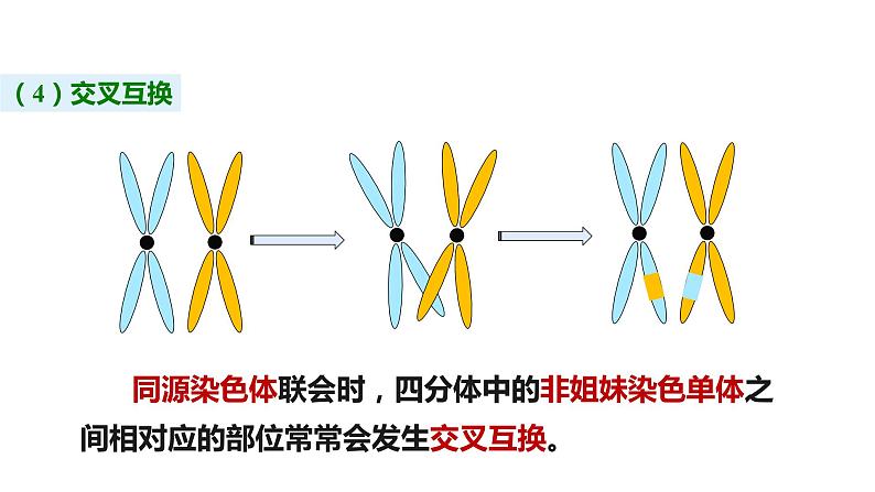 （人教版2019必修2）高一生物同步练习 第二章  基因和染色体的关系（考点串讲课件+练习+解析）05