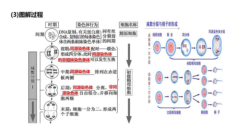 （人教版2019必修2）高一生物同步练习 第二章  基因和染色体的关系（考点串讲课件+练习+解析）07