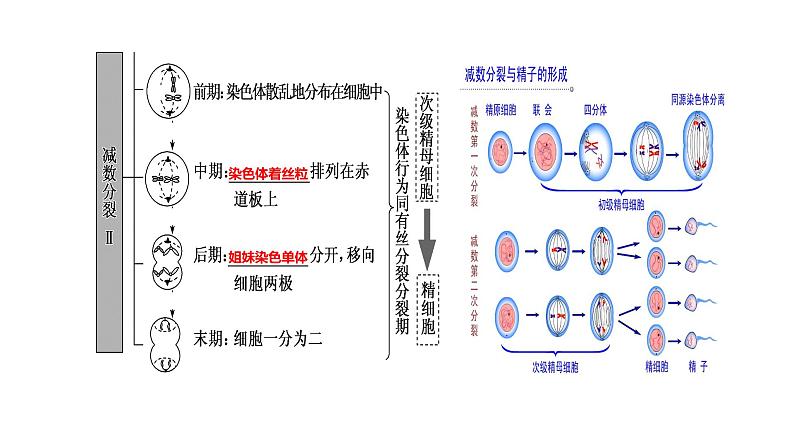 （人教版2019必修2）高一生物同步练习 第二章  基因和染色体的关系（考点串讲课件+练习+解析）08