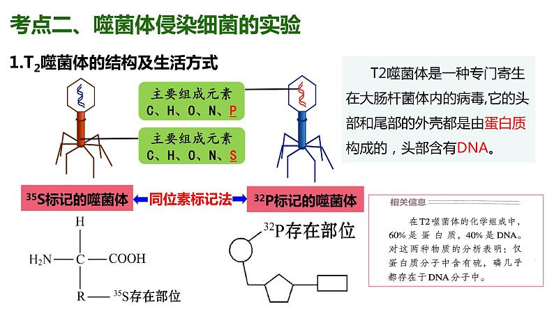 （人教版2019必修2）高一生物同步练习 第三章 基因的本质（考点串讲课件+练习+解析）08