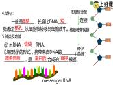 （人教版2019必修2）高一生物同步练习 第四章  基因的表达（考点串讲课件+练习+解析）