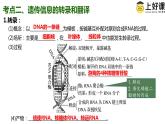 （人教版2019必修2）高一生物同步练习 第四章  基因的表达（考点串讲课件+练习+解析）