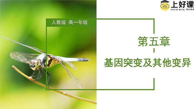 （人教版2019必修2）高一生物同步练习 第五章  基因突变及其他变异（考点串讲课件+练习+解析）01