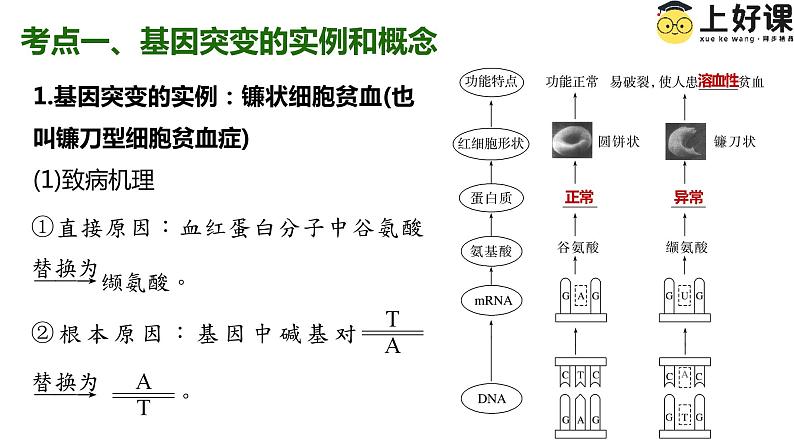 （人教版2019必修2）高一生物同步练习 第五章  基因突变及其他变异（考点串讲课件+练习+解析）02