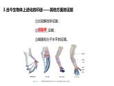 （人教版2019必修2）高一生物同步练习 第六章 生物的进化（考点串讲课件+练习+解析）